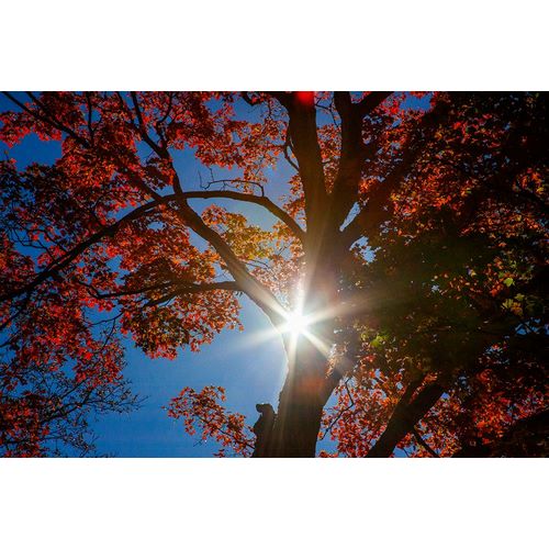 Gulin, Sylvia 아티스트의 USA-New England-Vermont Autumn looking up into Sugar Maple Trees with star burst작품입니다.